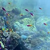 Explore DubaiâS Lost Chambers Aquarium: Tickets For One, Two, Or Four Dubai - Image 4